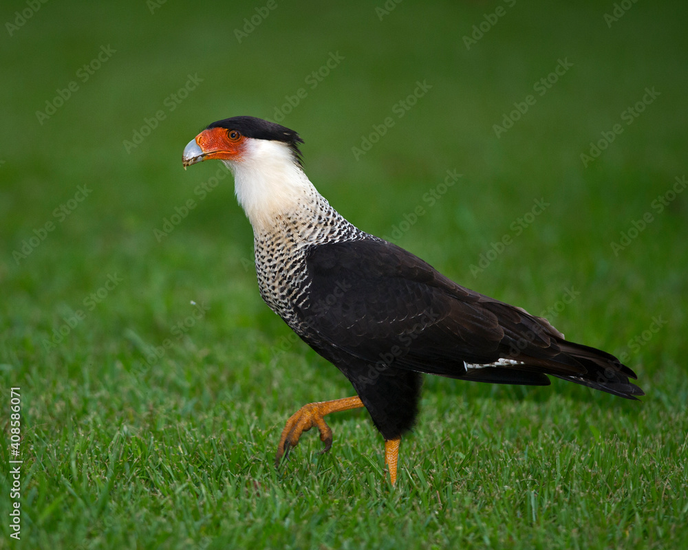 Obraz premium Crested Caracara