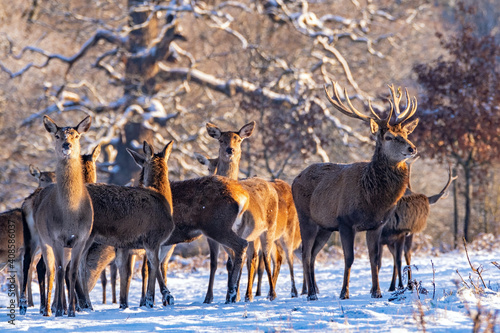 Fototapeta Naklejka Na Ścianę i Meble -  REd Deer Herd