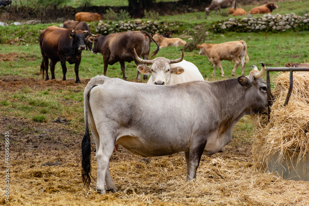 Defiant white bull with horns looking straight at the camera Defiant white bull with horns looking straight at the camera