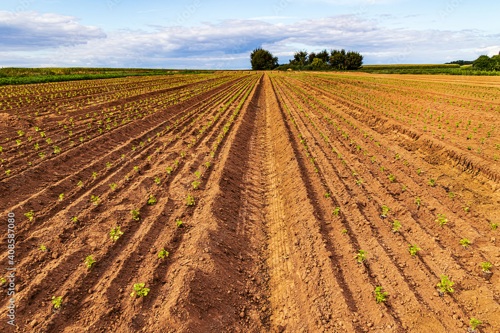 Huge field with long rows of tiny young parsley plants. Organic farming in Hesse, Germany Huge field with long rows of tiny young parsley plants. Organic farming in Hesse, Germany