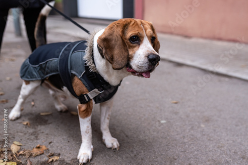 Beagle dog with a dog coat and leash, looking attentive in the street