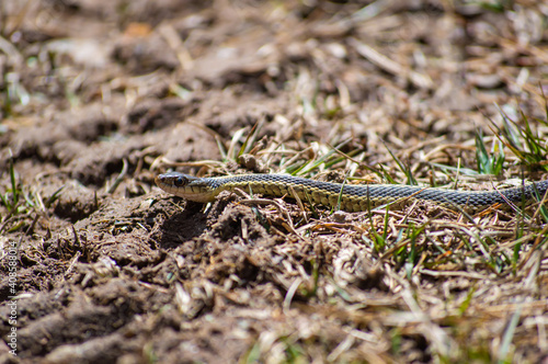 Very detailed close up shot of a small grass snake exploring the surroundings at the first hint of springtime after a long winter.