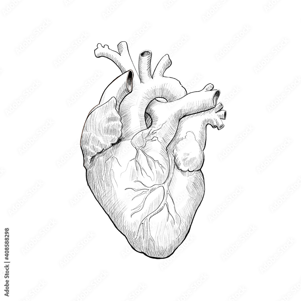 Medical anatomy, drawing of human heart. Very suitable for tattoo designs. Medical anatomy, drawing of human heart. Very suitable for tattoo designs.