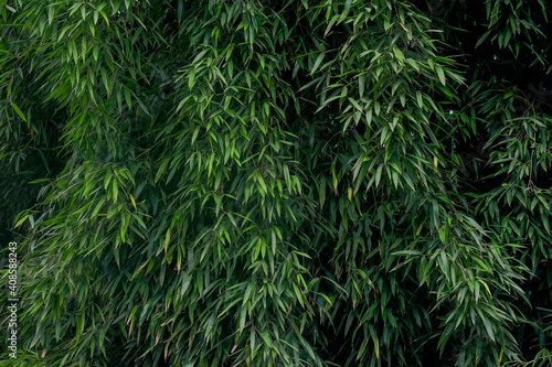Green Lives of Bamboo grove