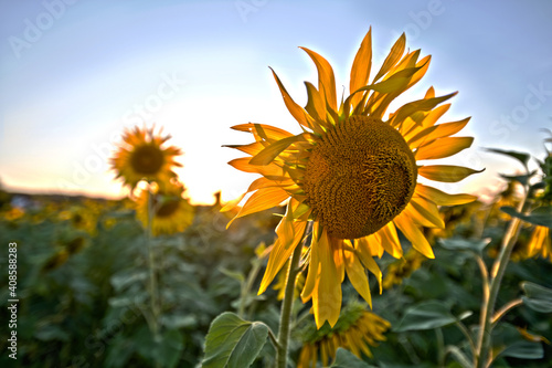20 September 2020, Italy. A beautiful field of sunflowers in full bloom