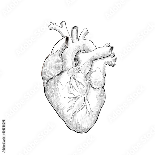 Medical anatomy, drawing of human heart. Very suitable for tattoo designs.  photo