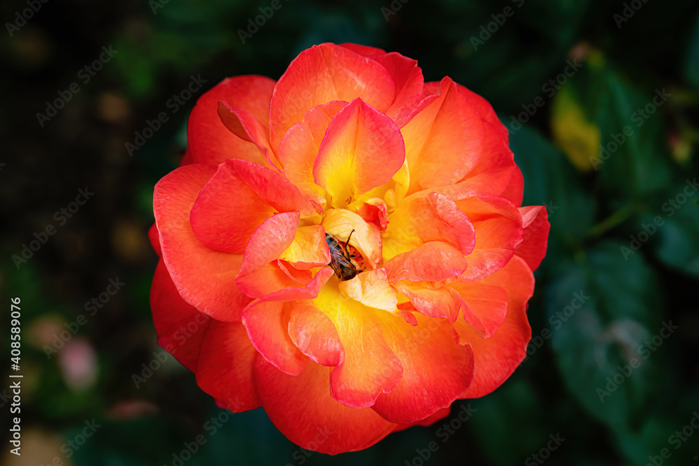 Red rose blossom with bee on a dark background. Close up, top view. Red rose blossom with bee on a dark background. Close up, top view.