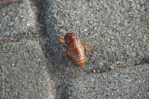 舗装された路上を歩くセミの幼虫 © presler_945