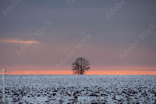 Lonely tree in the middle of the snowy fields during the sunset