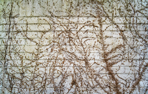 Traces of Hedera plants on a white brick wall 