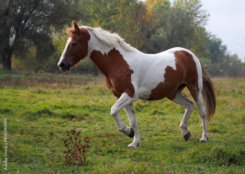 Beautiful Pinto horse of bright color runs across the meadow