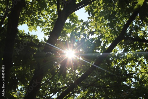 sun beams through trees
