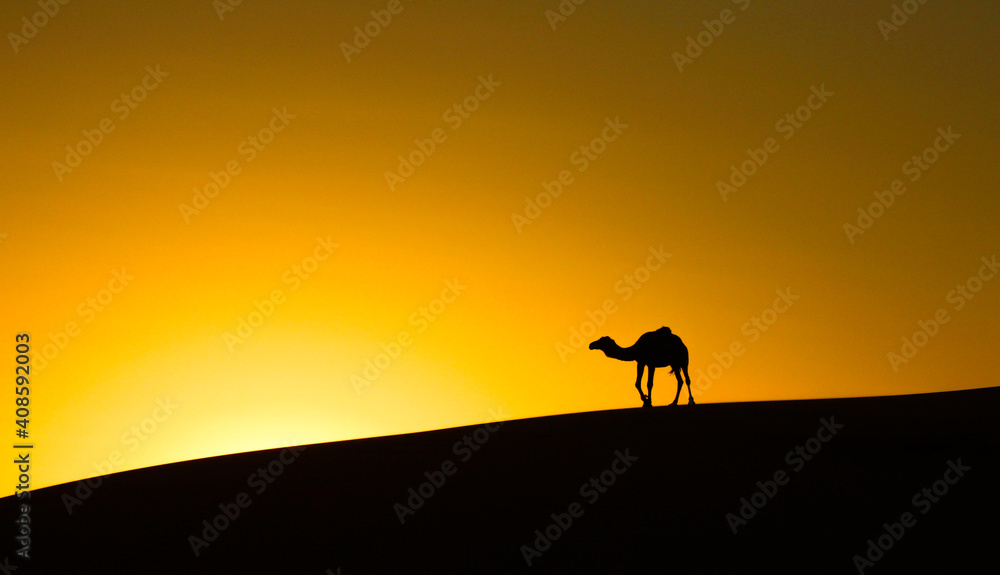 Camel, Sahara desert 