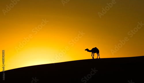 Camel, Sahara desert 