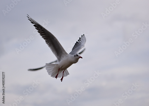 A seagull soaring in the sky vigilantly looks out for where food is given