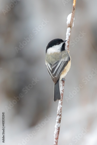 Black-capped Chickadee Looking into Camera