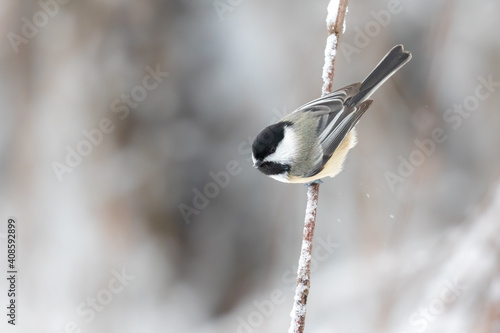 Black-capped Chickadee on a Twig 