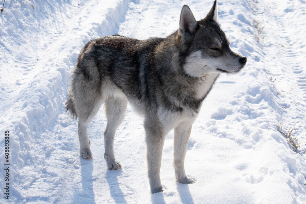 A lonely wild dog in the middle of a snowy road A lonely wild dog in the middle of a snowy road