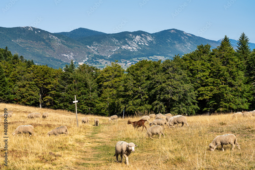View of Vercors landscape, sheeps with cattle dog near Chamaloc, France