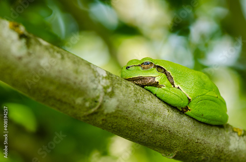 European tree frog (Hyla arborea) on the branch of a small tree with an out of focus background.