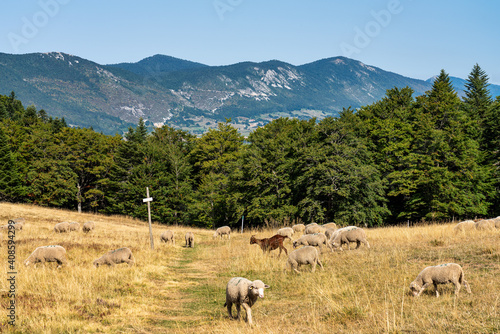 View of Vercors landscape, sheeps with cattle dog near Chamaloc, France