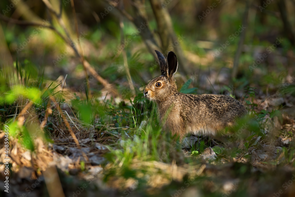 Fototapeta premium Juvenille brown hare, lepus europaeus, standing in forest during sunny spring day. Wild rabbit looking in woodland from side view. Young mammal observing in wilderness.