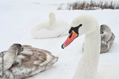 Beautifulswan birds lying on snow near frozen Daugava river. Winter nature in Latvia. photo