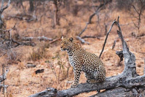 Lone leopard 