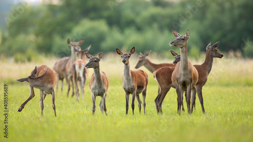 Obraz na plátne Red deer, cervus elaphus, herd standing on green meadow in spring nature