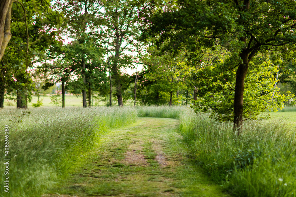 Frisch gemähter Weg im hohen Gras Frisch gemähter Weg im hohen Gras