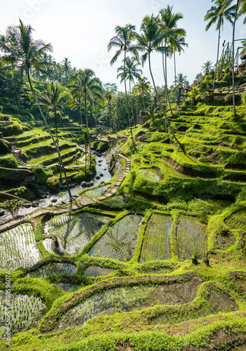 Bali, Indonesia  photo