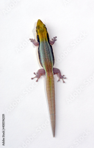 Blauer Bambus-Taggecko // Klemmer's day gecko (Phelsuma klemmeri) photo