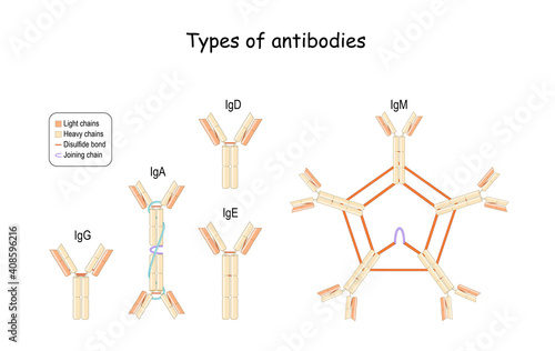 Antibodies and Immunoglobulin IgG, IgM, IgA, IgD, and IgE.