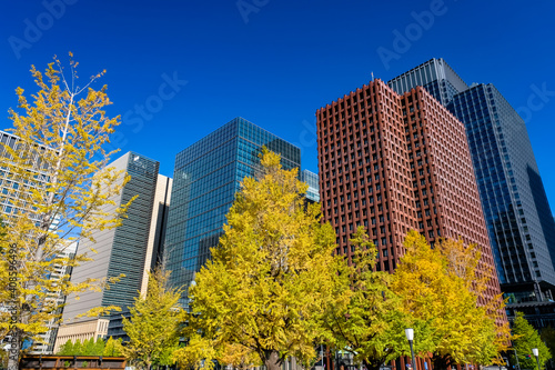 東京都 秋の丸の内、高層ビル群と紅葉