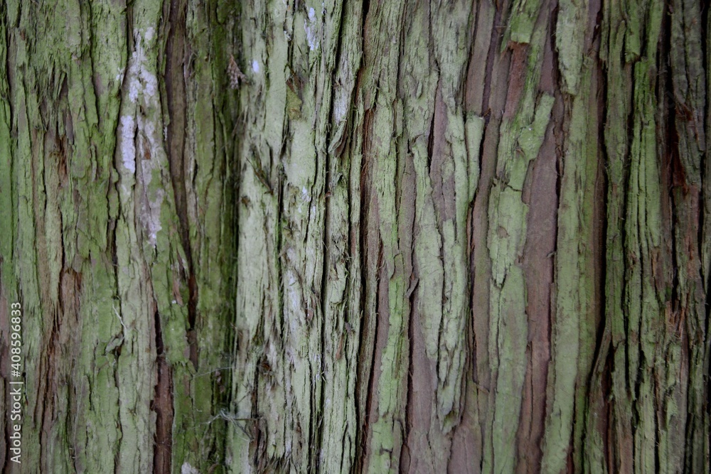 Tree bark close up Tree bark close up