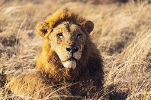 Lion of sabi sands