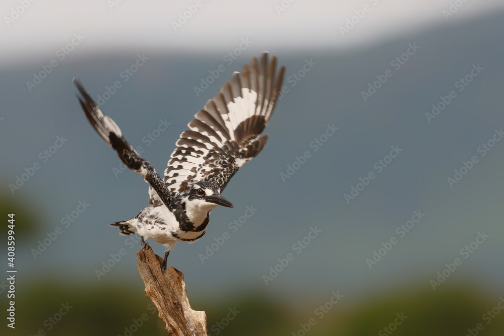 Fototapeta premium Pied kingfisher (Ceryle rudis) flying away in Zimanga game reserve in Kwa Zulu Natal in South Africa