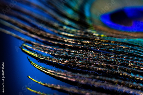 Iridescent Peacock Feather Flue and Plumage