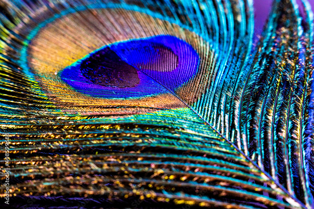 Fototapeta Elegant Detailed Peacock Feather Eye