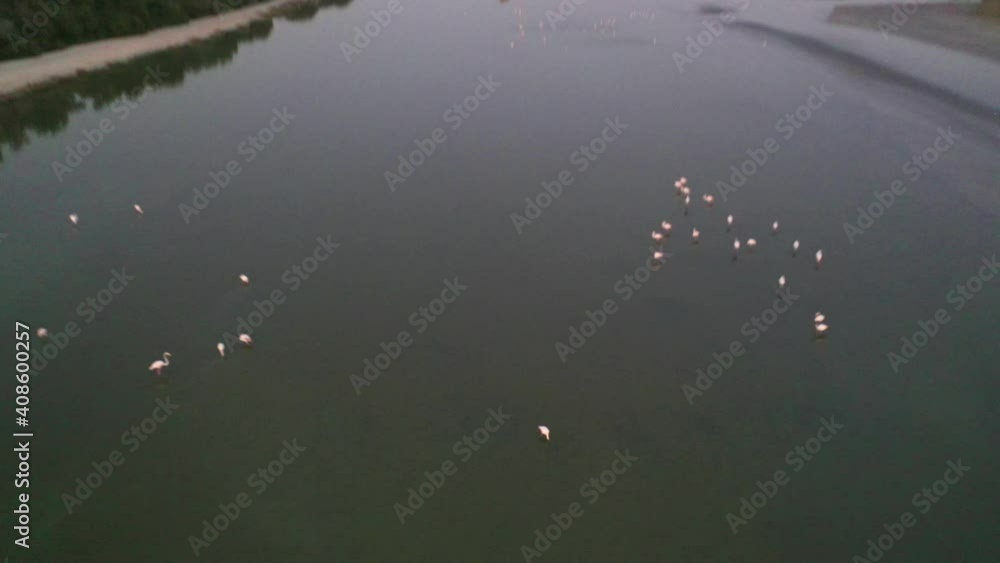 Aerial FPV Drone shot of Flamingos in Dubai creeek at sunset Aerial FPV Drone shot of Flamingos in Dubai creeek at sunset