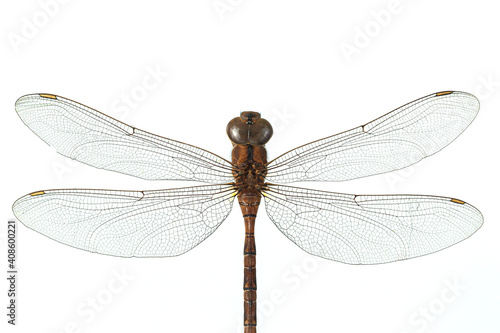 dragonfly isolated on a white background © banjongseal324