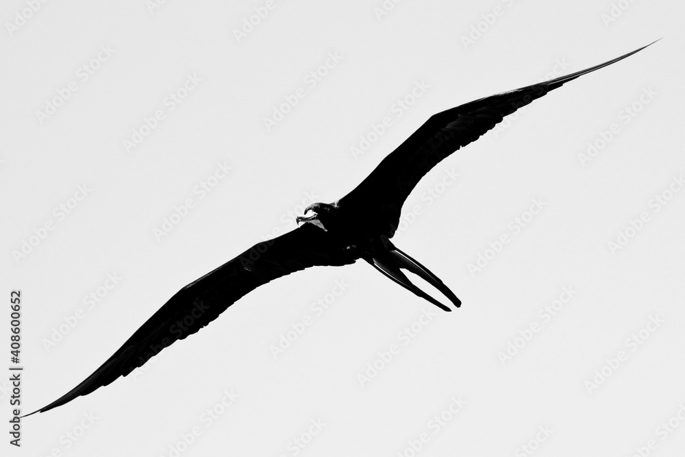 Gaviota en blanco y negro volando sobre el mar Gaviota en blanco y negro volando sobre el mar