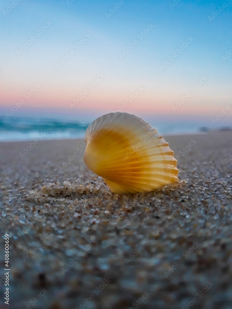 shell on the beach sand shell on the beach sand
