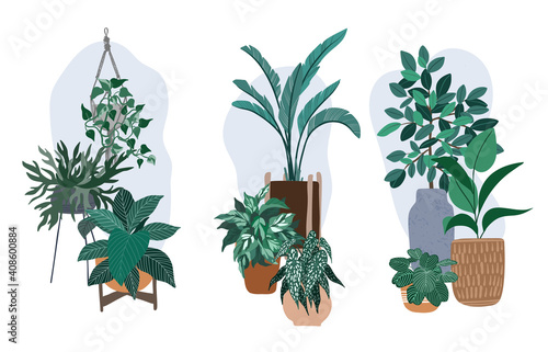 Three house plants compositions, plants in pots
