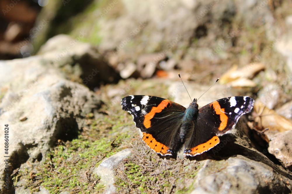 beautiful butterfly close-up on a stone on a sunny day beautiful butterfly close-up on a stone on a sunny day