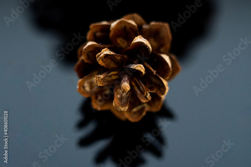 close up of a pine cone