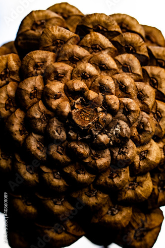 closeup of a pine cone
