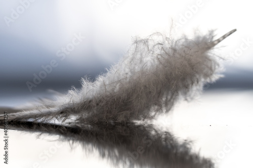 Close up of feather