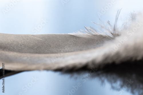 close up of feather