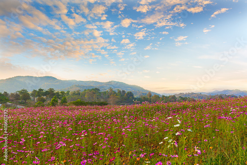 The scenery of the cosmos flower field in sunset time with the tea plantation behind in Chiang Rai, Thailand.